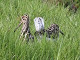 afrikaanse snippe saam3  Afrikaanse Snippe - African Snipes